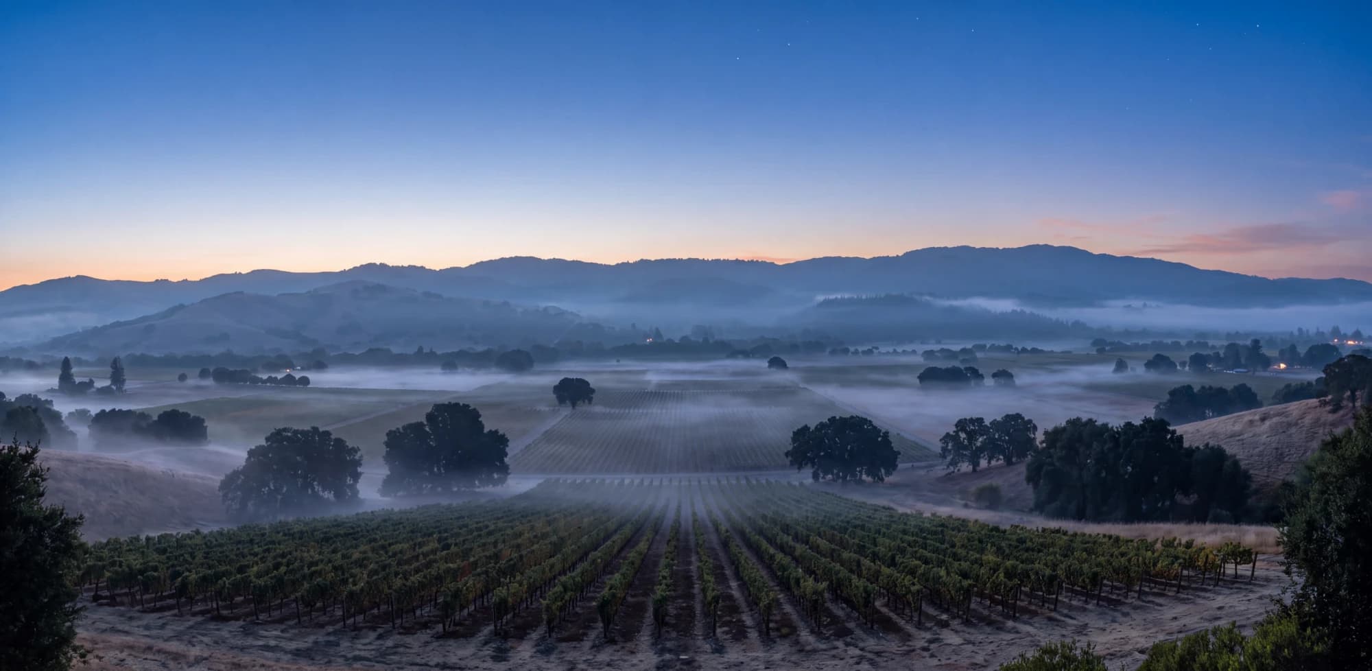 Napa Valley before dawn, mist lying in the vineyards under a deep blue sky