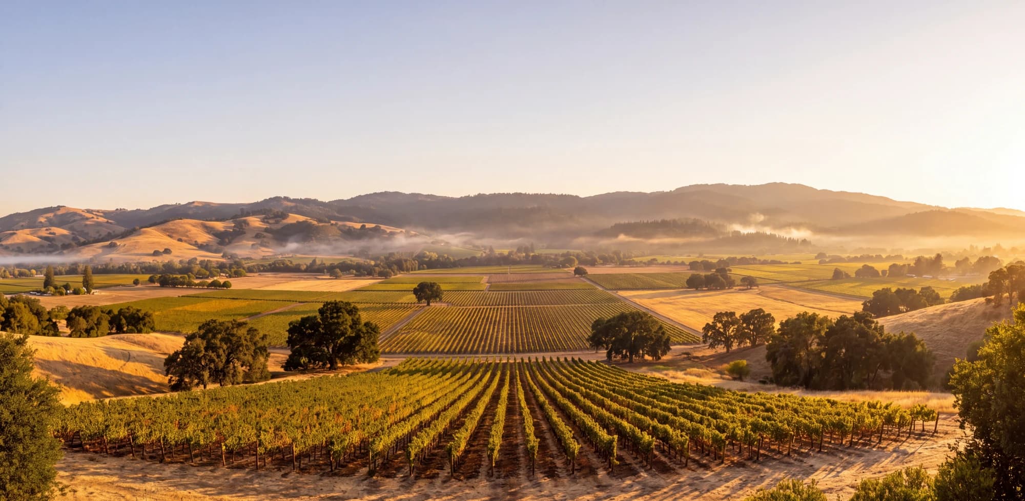 Early sun breaking over the ridge, vineyard rows lit gold