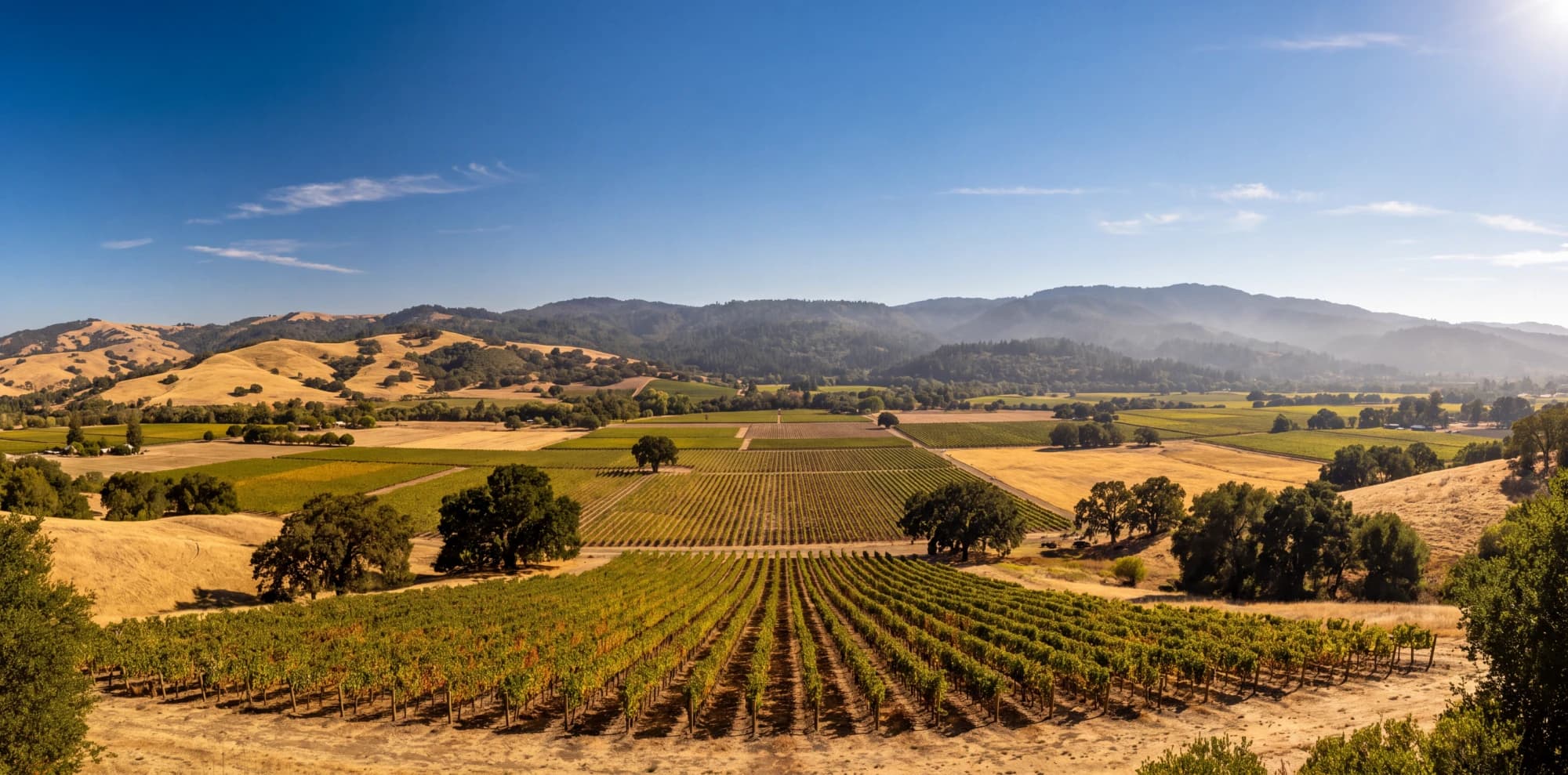 Napa vineyards and oaks under a clear midday sky